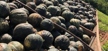 Cultivo de abóbora cabotiá é sucesso em Campos Verdes